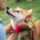 Kutya felszerelések kutya kiegészítők kutyás cuccok webáruháza