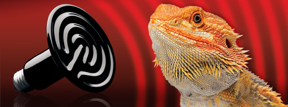 Kisállat webáruház - Exo Terra Ceramic Heater | Kerámia melegítő - 40 W termékek