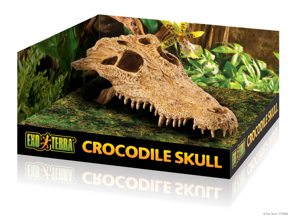 Kisállat webáruház - Exo Terra Crocodile Skull | Krokodil koponya termékek
