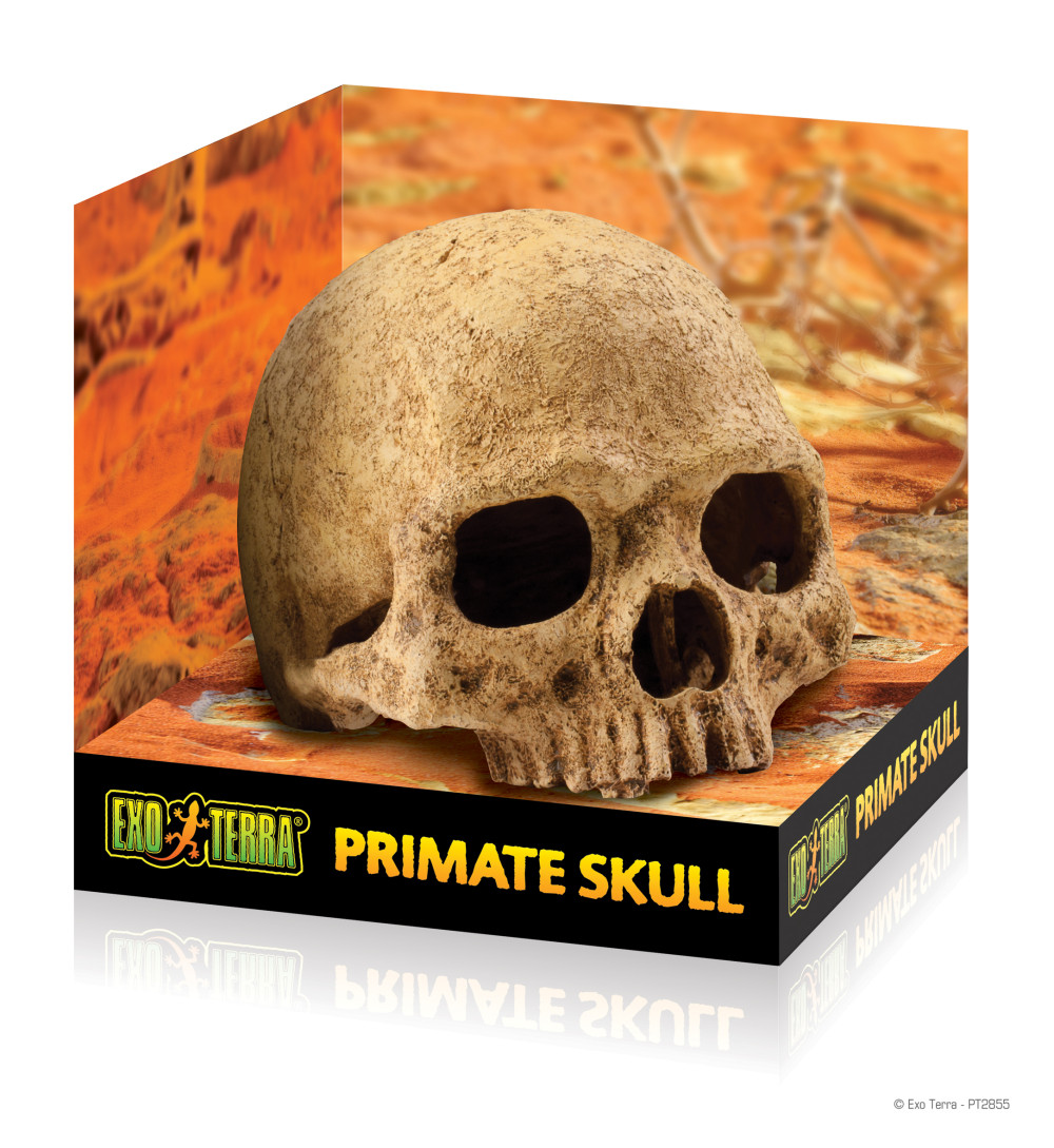 Kisállat webáruház - Exo Terra Primate Skull | Főemlős koponya - 15 cm termékek