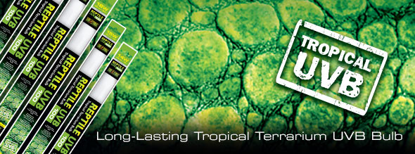 Kisállat webáruház - Exo Terra Reptil UVB100 Fénycső - T8 5% (5.0) | 600 mm - 18 W termékek
