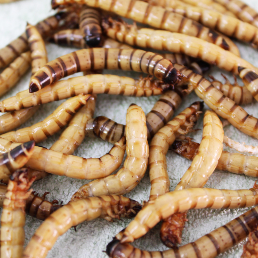 Kisállat webáruház - Gyászbogár lárva | 1 l termékek