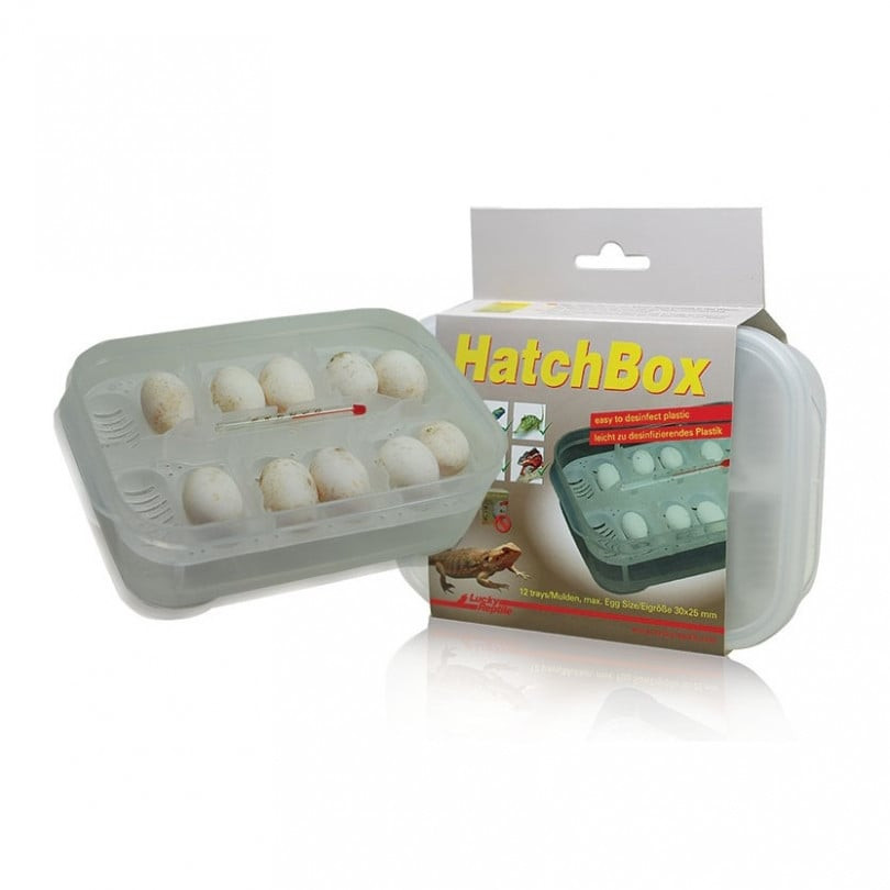 Kisállat webáruház - Lucky Reptile|Hatchbox Incubation Tray- keltető doboz termékek