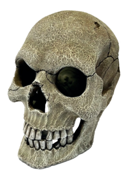 Kisállat webáruház - Repto Deco Human Skull | Emberi műkoponya XL termékek