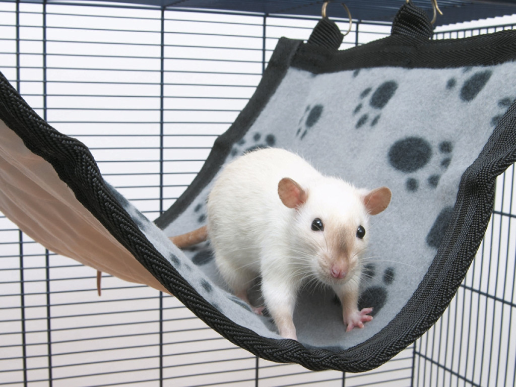 Kisállat webáruház - SAVIC | Relax de Luxe , függőágy patkányok részére - 31x26x12cm termékek