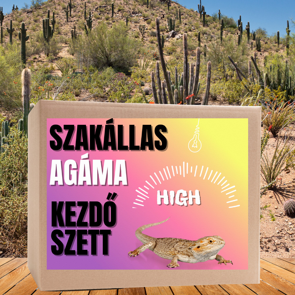 Kisállat webáruház - Szakállas agáma HIGH kezdőcsomag - bébi agámáknak termékek