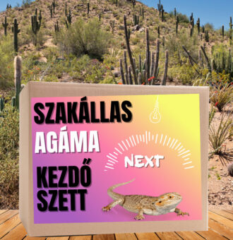 Kisállat webáruház - Szakállas agáma NEXT kezdőcsomag - bébi agámáknak termékek