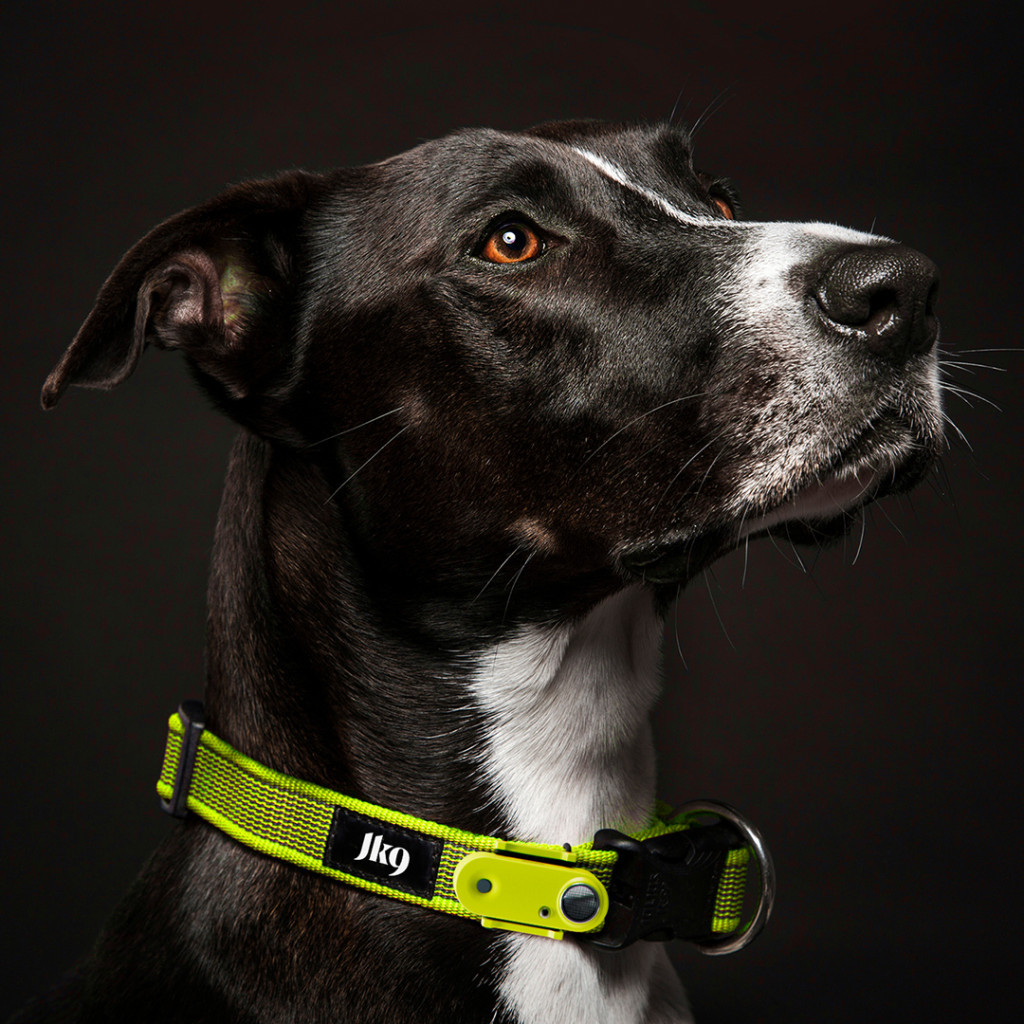 Kisállat webáruház - TICKLESS - JK9 nyakörv újratöthető ultrahangos kullancsriasztóval NEON termékek