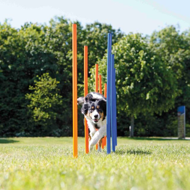Kisállat webáruház - Trixie | Dog Activity játék Agility szlalom - 115x3 cm termékek
