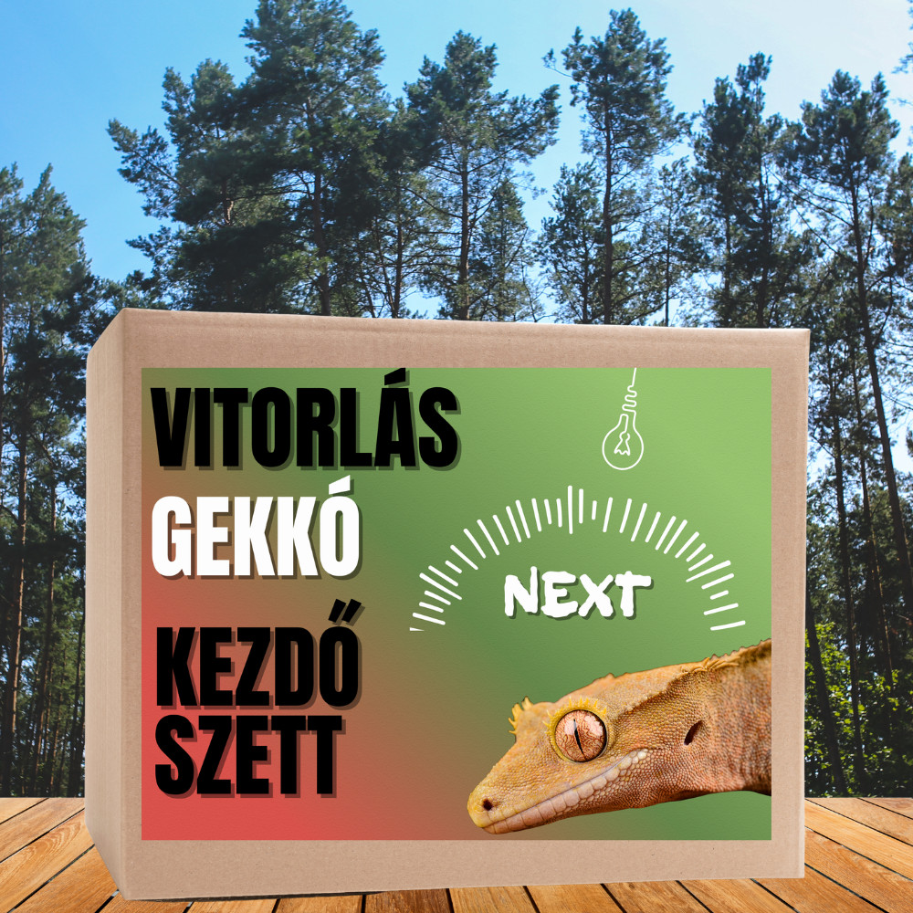 Kisállat webáruház - Vitorlás gekkó NEXT kezdőcsomag - bébi gekkóknak termékek