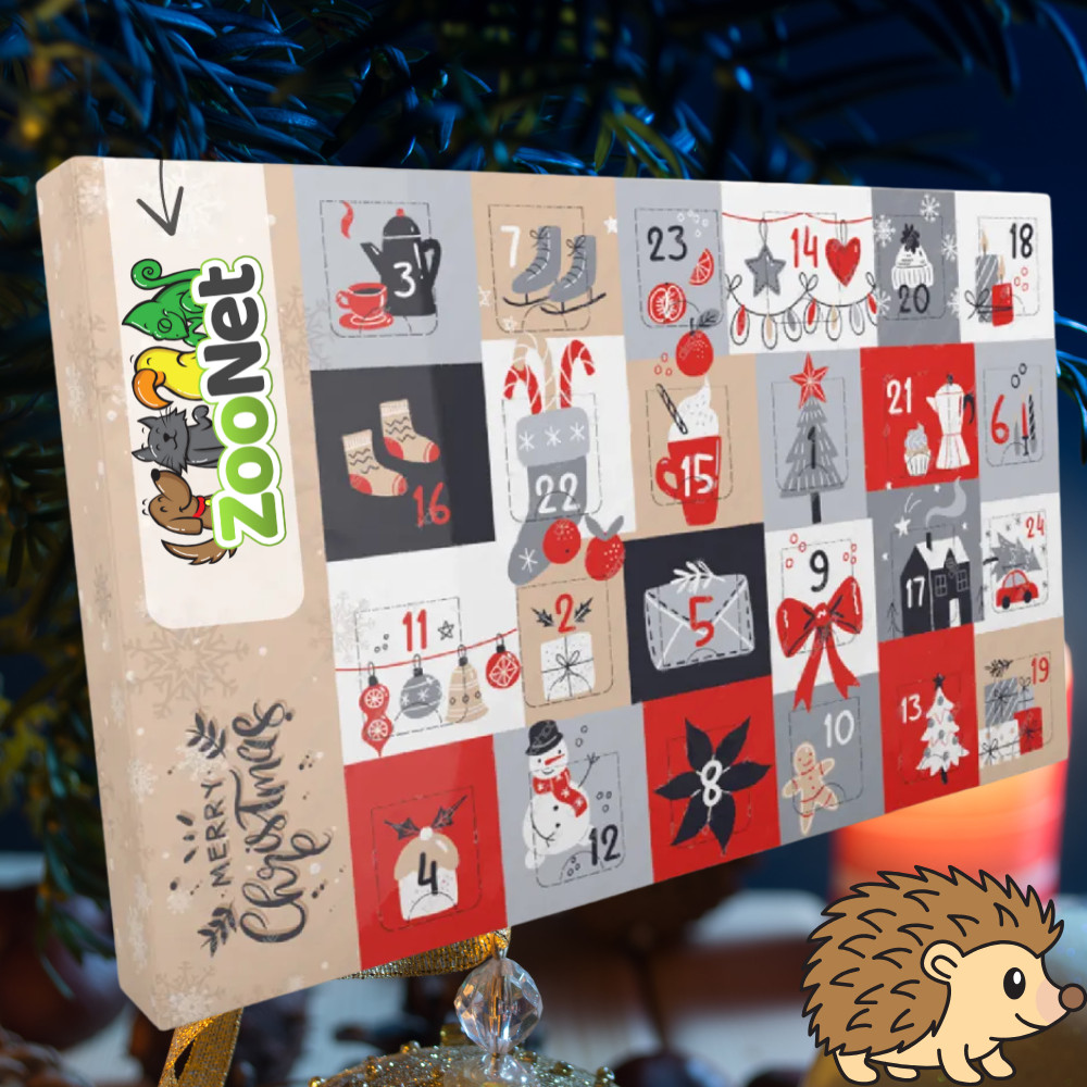 Kisállat webáruház - Zoonet | Adventi naptár afrikai fehérhasú törpesünöknek – Egyedileg összeállított ünnepi finomságokkal termékek